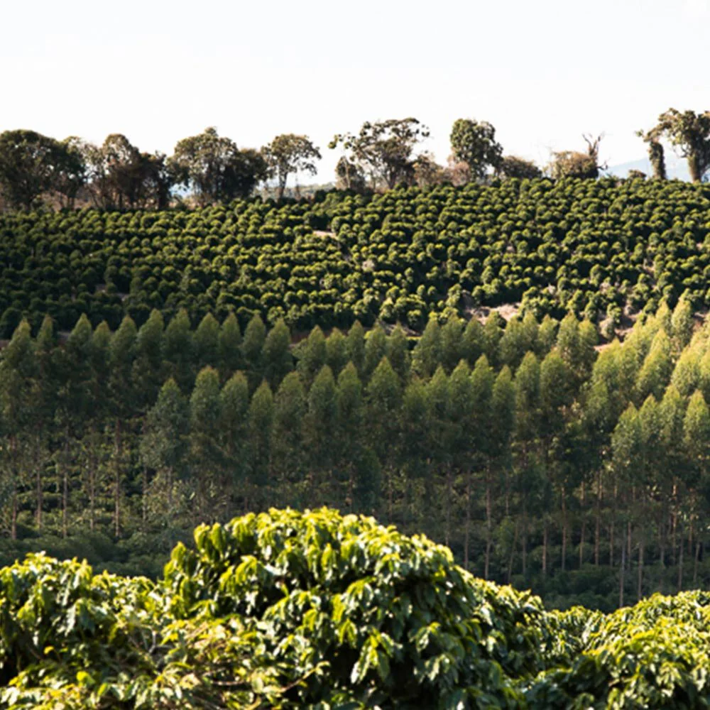 Monmouth Coffee Brasil - Image 2